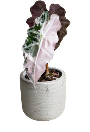 Alokazja Polly Pink Variegata