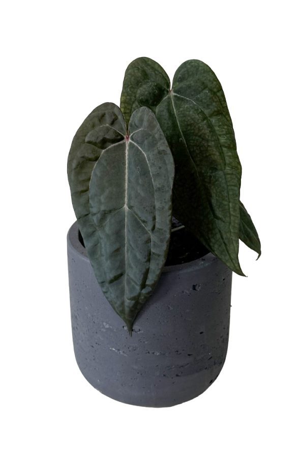 Anthurium Ace of Spades Papillilaminum