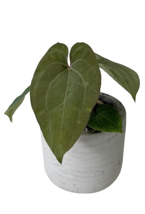 Anthurium Dark Phoenix